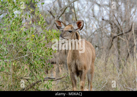 Les jeunes veaux koudou (Tragelaphus strepsiceros) dans le parc national Kruger, Afrique du Sud Banque D'Images
