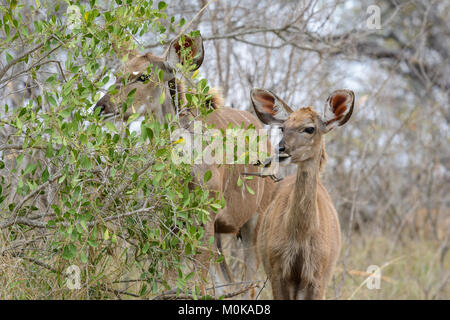 La mère et le jeune veau koudou (Tragelaphus strepsiceros) dans le parc national Kruger, Afrique du Sud Banque D'Images