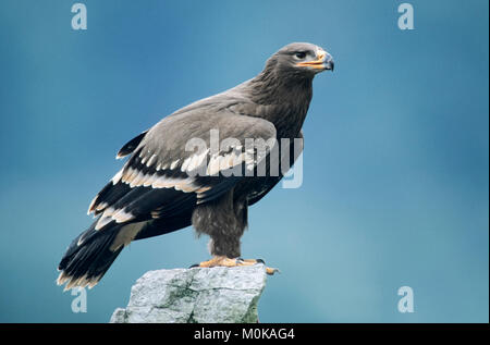 L'aigle des steppes (Aquila nipalensis) / | / Steppenadler (Aquila nipalensis) Banque D'Images