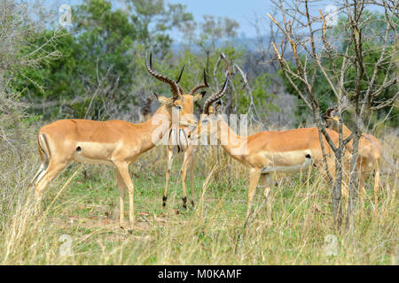 L'Impala (Aepyceros melampus) dans le parc national Kruger, Afrique du Sud Banque D'Images