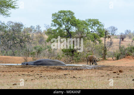 Un brave homme phacochère (Phacochoerus africanus) de boissons dans le même petit trou d'eau qu'un hippopotame de couchage (Hippopotamus amphibius) en Kruger National Park Banque D'Images