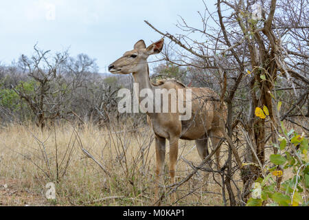 Grand koudou femelle (antilope Tragelaphus strepsiceros) dans le parc national Kruger, Afrique du Sud Banque D'Images