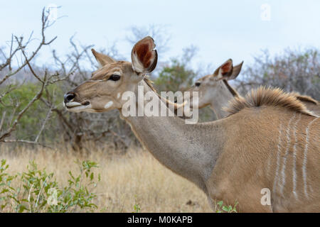 Portrait d'une femelle antilope koudou (Tragelaphus strepsiceros) dans le parc national Kruger, Afrique du Sud Banque D'Images