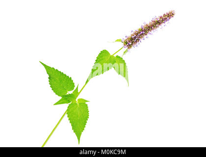 Branche verte de la menthe (Agastache rugosa) avec des feuilles et fleurs Banque D'Images