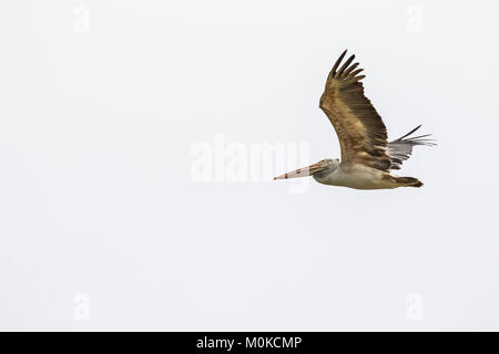 Spot-billed Pelican (Pelecanus philippensis) en vol, le lac Pearang ; Siem Reap, Cambodge Banque D'Images