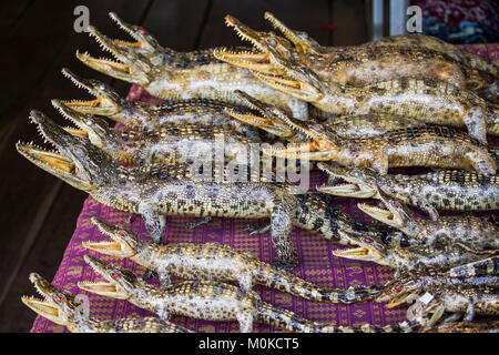 Les crocodiles siamois peluche, Tonle Sap, Siem Reap, Cambodge Banque D'Images