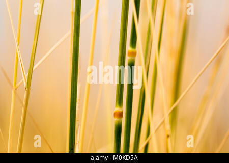 Extreme close-up de hautes herbes en or et vert ; Naramata, British Columbia, Canada Banque D'Images