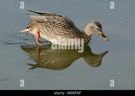 Canard colvert femelle faisant glisser dans l'eau d'une tablette mince de glace sur le lac d'hiver gel Banque D'Images