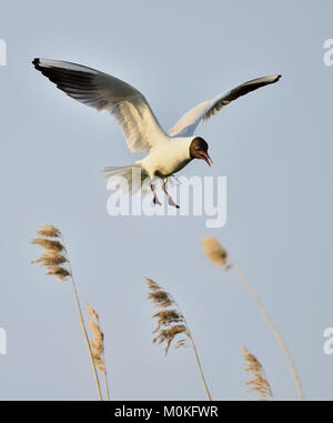 Mouette rieuse (Larus ridibundus) en vol dans la lumière au coucher du soleil Banque D'Images