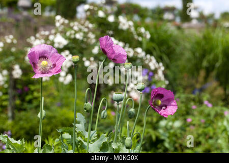 Un pavot violet sur un fond vert. Banque D'Images