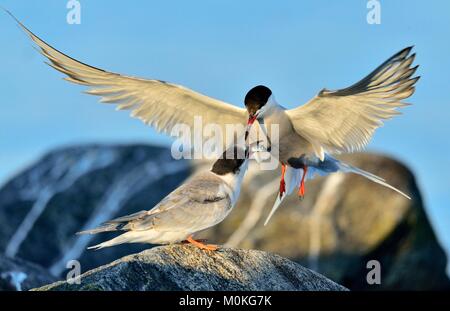 Des profils de la Sterne pierregarin Sterne juvénile d'alimentation. Closeup Portrait de l'alimentation de la sterne pierregarin (Sterna hirundo). Sternes adultes en été sur le blue s Banque D'Images