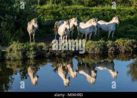 Portrait de l'chevaux blancs reflètent dans l'eau. La France. Camargue Banque D'Images