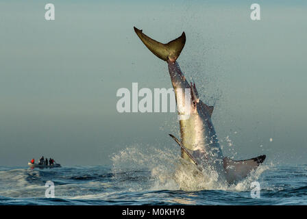 Jumping Grand requin blanc. La queue du sauté-out grand requin blanc (Carcharodon carcharias) Banque D'Images