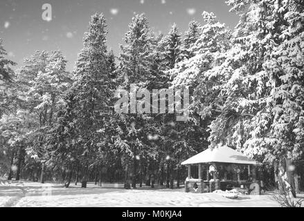 Gazebo en bois monochrome en forêt en hiver journée ensoleillée Banque D'Images