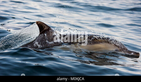 Le dauphin revient de l'eau. Le dauphin commun à long bec (nom scientifique : Delphinus capensis) Nager dans l'océan atlantique. Banque D'Images