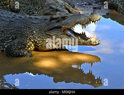 Groupe de crocodiles (crocodylus rhombifer cubaine). Image prise dans un parc naturel à l'île de Cuba Banque D'Images