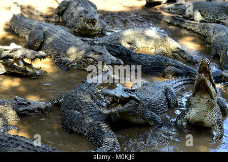 Groupe de crocodiles (crocodylus rhombifer cubaine). Image prise dans un parc naturel à l'île de Cuba Banque D'Images