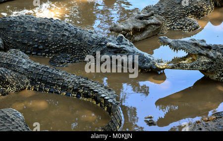 Groupe de crocodiles (crocodylus rhombifer cubaine). Image prise dans un parc naturel à l'île de Cuba Banque D'Images