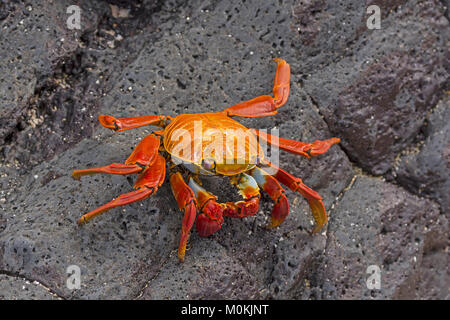 Sally Lightfoot Crab sur un rocher côtier sur l'île Santa Cruz de Galápagos Banque D'Images