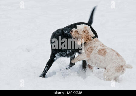 Laboratoire noir et Cockapoo jouent dans la neige Banque D'Images