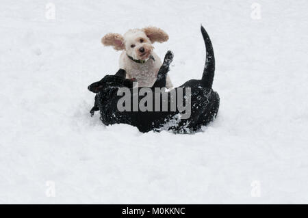 Labrador noir et Cockapoo playfighting dans la neige Banque D'Images