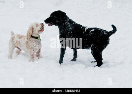 Labrador noir et Cockapoo playfighting dans la neige Banque D'Images