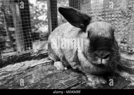 Lapin blanc et noir Banque D'Images