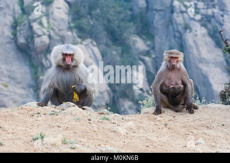 Les babouins dans les montagnes du sud-ouest de l'Arabie, un jour nuageux Banque D'Images