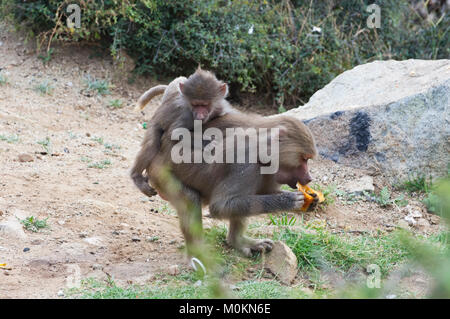 Les babouins dans les montagnes du sud-ouest de l'Arabie, un jour nuageux Banque D'Images