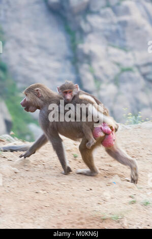 Les babouins dans les montagnes du sud-ouest de l'Arabie, un jour nuageux Banque D'Images