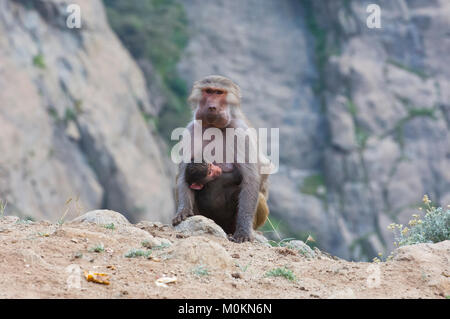 Les babouins dans les montagnes du sud-ouest de l'Arabie, un jour nuageux Banque D'Images