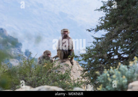 Les babouins dans les montagnes du sud-ouest de l'Arabie, un jour nuageux Banque D'Images