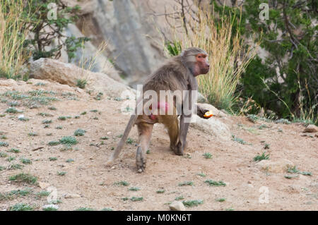 Les babouins dans les montagnes du sud-ouest de l'Arabie, un jour nuageux Banque D'Images