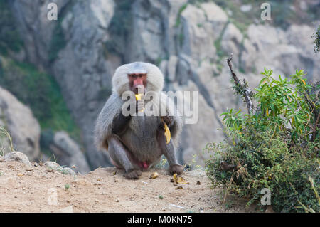 Les babouins dans les montagnes du sud-ouest de l'Arabie, un jour nuageux Banque D'Images