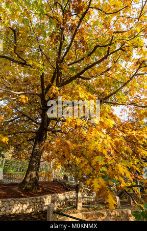 Arbre jaune doré à l'automne dans le Parc Zhongshan, Qingdao, Shandong Province, China Banque D'Images