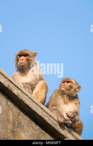 Macaque Rhésus (Macaca mulatta) Le Singe assis sur le toit au Temple de Swayambhunath, Katmandou Banque D'Images