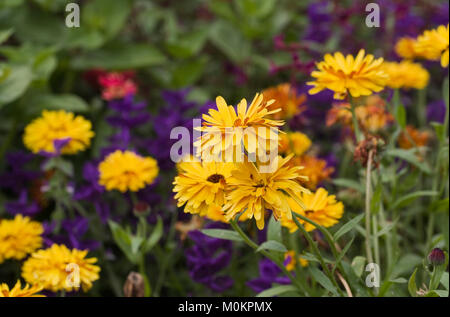 Calendula officinalis fleurs. Banque D'Images