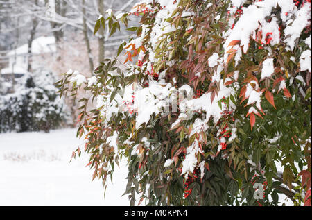 La Nandina domestica. Bambou céleste des baies en hiver. Banque D'Images