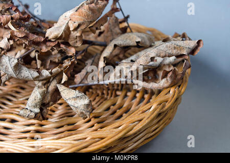 Bouquet de feuilles de chêne flétri dans panier en osier, la profondeur de champ studio shot Banque D'Images