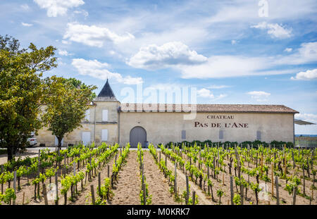 Rangées de jeunes vignes dans un vignoble au Château Pas De L'Ane, Saint-Emilion, Gironde, département Nouvelle-Aquitaine, sud ouest France Banque D'Images