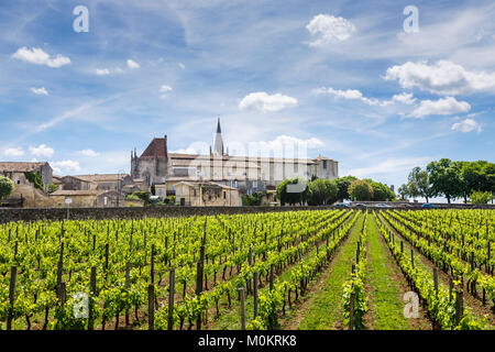 Avis de lignes de jeunes vignes dans un vignoble rural près de Saint-Emilion, une commune française, située dans le département de la Gironde et Nouvelle-Aquitaine sud ouest France Banque D'Images