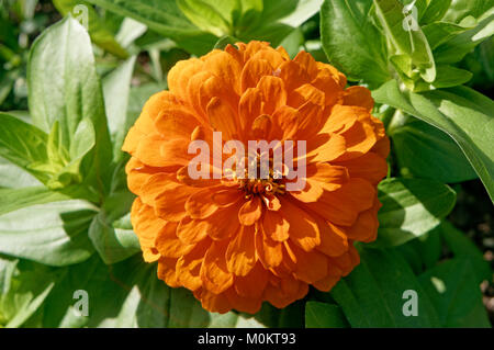 Close-up d'une orange fleur Zinnia et laisse à la fin de l'été, Vancouver, BC, Canada Banque D'Images