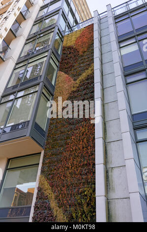 Green wall ou mur végétal jardin vertical sur le côté du bâtiment résidentiel moderne dans la région de Vancouver, BC, Canada Banque D'Images