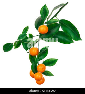 Les tangerines sur branch isolated on white Banque D'Images