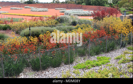 Tall Anigozanthos kangaroo paws à Australian Garden à Cranbourne Victoria Melbourne Australie Banque D'Images