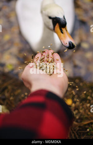 Un homme portant un manteau à carreaux vérifié l'alimentation d'un swan avec sa main gauche. Banque D'Images