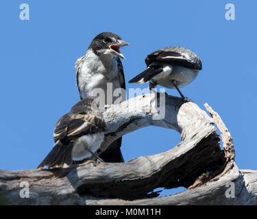 Un gris juvéniles Butcherbird (Cracticus torquatus) ne demandant qu'à être nourris, dont les deux parents sont présents, dans un parc local dans une banlieue de Perth, Australie occidentale Banque D'Images