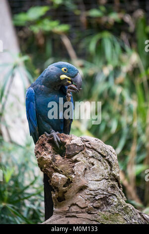 Hyacinth Macaw Parrot assis en branche et de fissuration d'un écrou, d'Amérique du Sud Banque D'Images