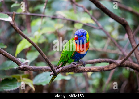 Colorful Rainbow Lorikeet Parrot assis en branche, Australie Banque D'Images