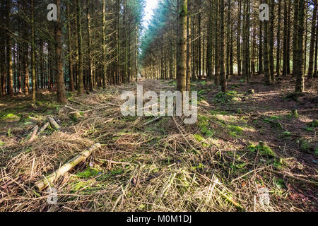 Un espace ouvert en forêt Bellever vu dans la lumière de l'après-midi chaud. L'aménagement durable des forêts a été planté en 1931 par la Commission forestière. Banque D'Images